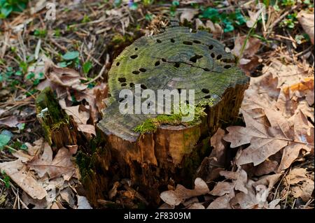 stump with green moss in the woods among the fallen leaves close up Stock Photo