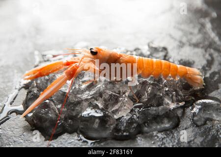 Raw Langoustines, or Dublin Bay prawns, Nephrops norvegicus, that were caught in the North East Atlantic that have been bought from a supermarket in t Stock Photo