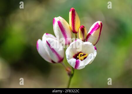 Pink Ixia flowers Stock Photo - Alamy