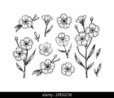 Set of hand drawn flax flowers and branches. Vector illustration in sketch style for linen seeds and oil packaging Stock Vector