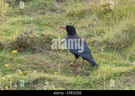 Chough or Red Billed Chough, Pyrrhocorax pyrrhocorax, feeding on a cliff edge in Botallack ,Cornwall, England, UK. Stock Photo