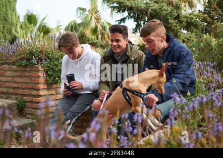 A shallow focus shot of three young men sitting in a garden looking after a Pharaoh Hound Stock Photo