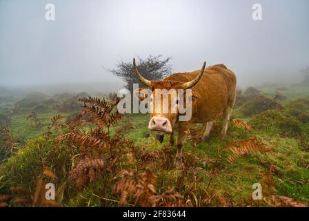 Cows in a grassy field on a fog morning. Misty meadow green landscape mist nature. Farm field livestock pasture grass panoramic. Stock Photo