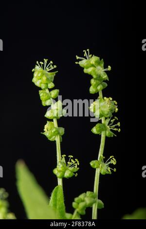 Flowering Dog’s Mercury, Mercurialis perennis, photographed in a studio towards the end of March. Dorset England UK GB Stock Photo