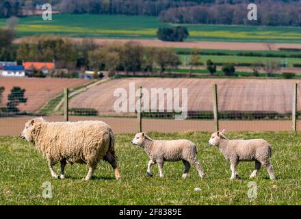 East Lothian, Scotland, United Kingdom, 11th April 2021. UK Weather: Shetland sheep ewe and lambs in the sun.  The lambs are 6-7 weeks old Stock Photo