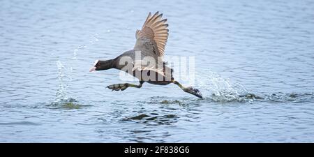 Eurasian Coot runs on the water surface and bounces offo, the best photo Stock Photo