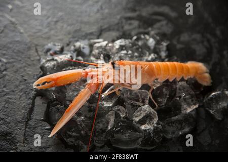 Raw Langoustines, or Dublin Bay prawns, Nephrops norvegicus, that were caught in the North East Atlantic that have been bought from a supermarket in t Stock Photo