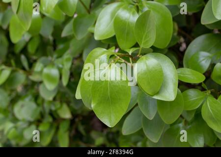 Griselinia littoralis or kapuka or New Zealand broadleaf branch with apical ovate leaves. Stock Photo