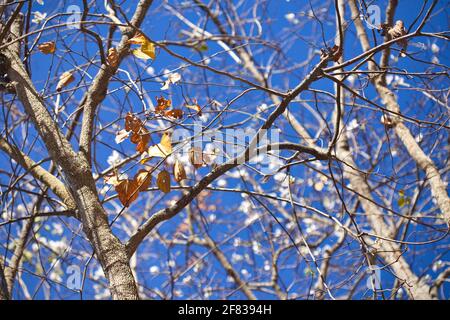 Bauhinia variegata tree on blue sky background Stock Photo