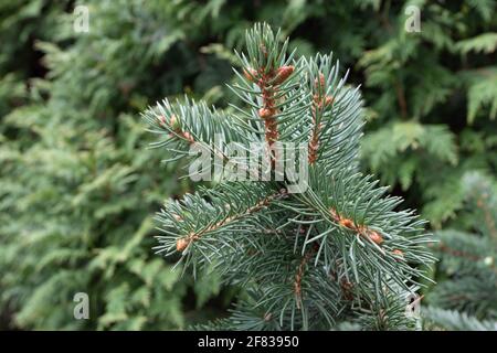 Blue spruce or picea pungens branch with blue-green coloured needles. Coniferous tree. Stock Photo