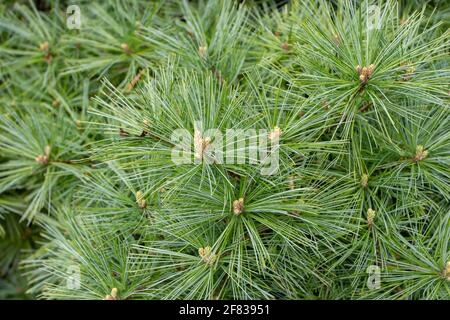 Pinus strobus or white or Weymouth pine tree branches Stock Photo