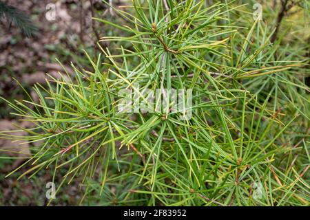 Sciadopitys verticillata or japanese umbrella pine tree branches Stock Photo