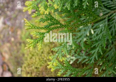 Thujopsis dolabrata or hiba or false arborvitae branches Stock Photo