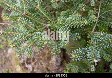 Abies koreana or korean fir coniferous tree branches Stock Photo