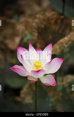 Pink Lotus (Nelumbo nucifera) flower and leaves Stock Photo