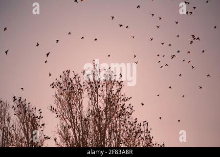 Flock of Crows perched on the tops of dry tree Stock Photo