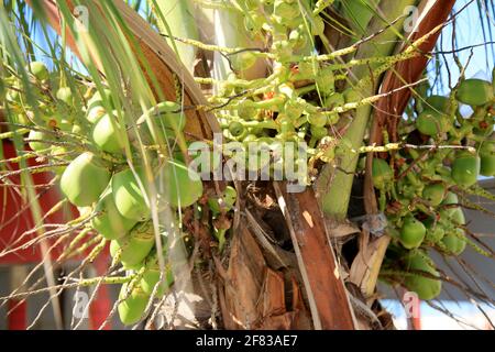 salvador, bahia, brazil - february 4, 2021: coconut bunch is seen on coconut tree in the city of Salvador. Stock Photo