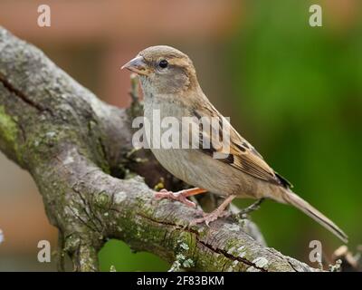 Female House Sparrow perched on an old tree branch in a typical back garden in Britain Stock Photo