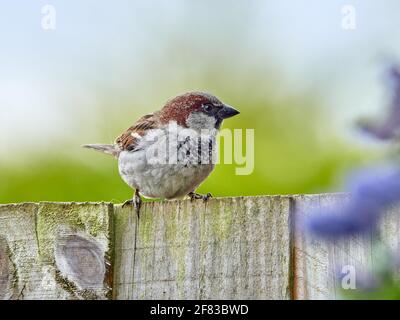Male House Sparrow Perched on a Back Garden Fence in England Stock Photo