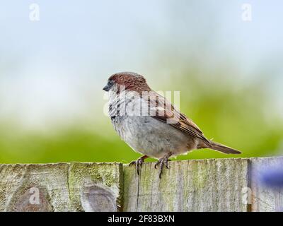 Male House Sparrow Perched on a Back Garden Fence in England Stock Photo