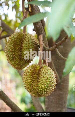 Durian fruits hanging on tree branch Stock Photo