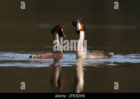 Great crested grebes -Podiceps cristatus display courtship.