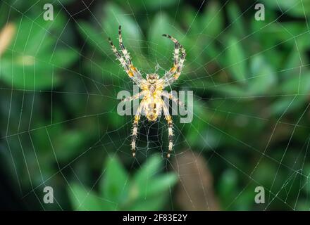 large orb weaver spider on its web in a garden, close up Stock Photo