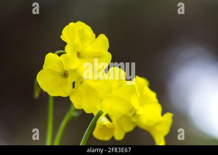 Bermuda buttercup (Oxalis pes caprae) a species of tristylous flowering plant in the wood sorrel family Oxalidaceae Stock Photo