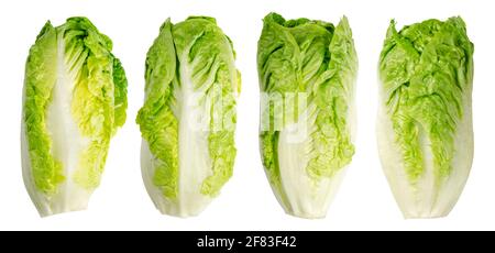Group of Romaine lettuce hearts in a row. Four tall cos lettuce heads, of sturdy dark green leaves with firm ribs down their centers. Lactuca sativa. Stock Photo