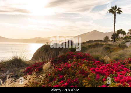 Californian sunset  with a palm tree on the coast with flowers in the foreground Stock Photo