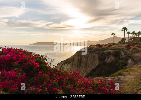 beautiful sunset on the coast with bright red flowers in the foreground Stock Photo