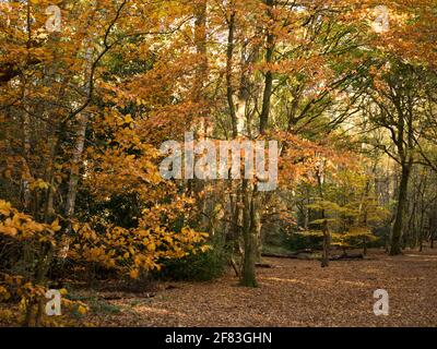 Wonderful Golden Autumn Colour in Ancient Woodland, Mousehold Heath, Norwich, Norfolk, England, UK Stock Photo