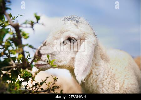 Close up small sheep eating leafs Stock Photo