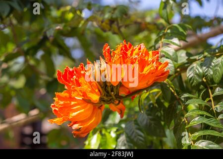 African tuliptree (spathodea campanulata) flower Stock Photo