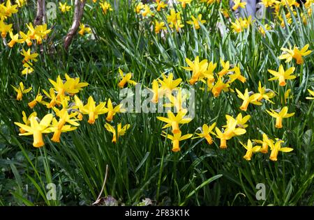 Narcissus 'Jetfire' Stock Photo