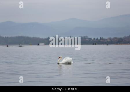 Varese, Italy. 10th Apr, 2021. A swan in Lake Varese on April 10th 2021 in Varese, Italy Credit: Mickael Chavet/Alamy Live News Stock Photo