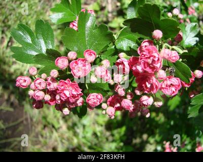 Natural floral background, blossoming of Double pink Hawthorn or Crataegus laevigata beautiful pink flowers in spring sunny garden. Macro image Stock Photo