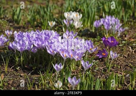 First spring flowers. Crocus vernus (Spring Crocus, Giant Crocus) in April Stock Photo