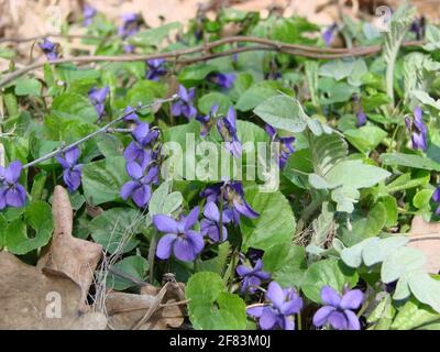 Viola reichenbachiana. Viola plant with multicolor flowers , Common Violet, Viola tricolor, pansy flowers, viola wittrockiana Stock Photo
