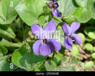 Viola reichenbachiana. Viola plant with multicolor flowers , Common Violet, Viola tricolor, pansy flowers, viola wittrockiana Stock Photo