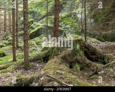 Old decayed tree stump and young spruces in boreal forest Stock Photo