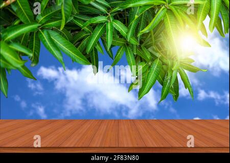 Nature mango leaf against sunlight on a wooden tables Stock Photo