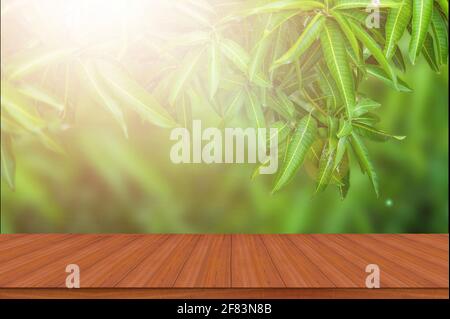 Nature mango leaf against sunlight on a wooden tables Stock Photo