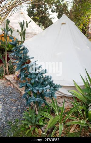 Lush tropical garden with assorted plants and flowers, stock photo ...
