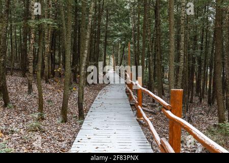 Wooden path in the forest with a fresh layer of snow on top with dark light Stock Photo