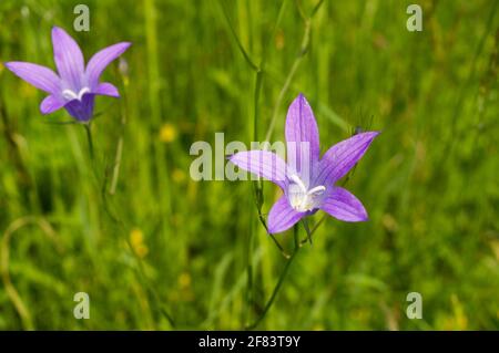 Campanula patula or spreading bellflower with pale purple petals, wildflower in the forest in Croatia Stock Photo