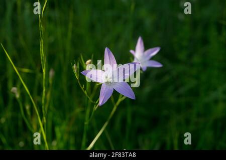 Campanula patula or spreading bellflower with pale purple petals, wildflower in the forest in Croatia Stock Photo