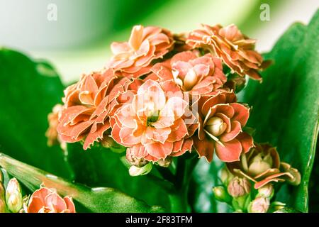 red indoor flower Kalanchoe Blossfeld shot close-up with selective focus Stock Photo