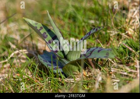 Common Spotted Orchid emerging in the Cotswold Hills before flowering Stock Photo