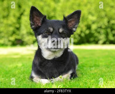 Small breed dog Chihuahua lying in the grass Stock Photo